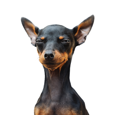SmirkingDog-675620796_600px